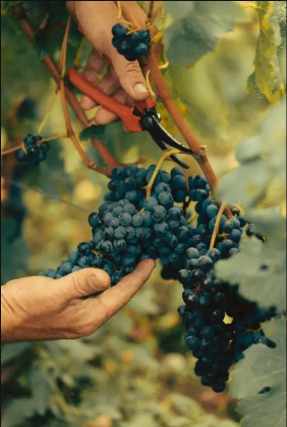 香奈儿旗下波尔多名庄2025非凡年份采收圆满收官